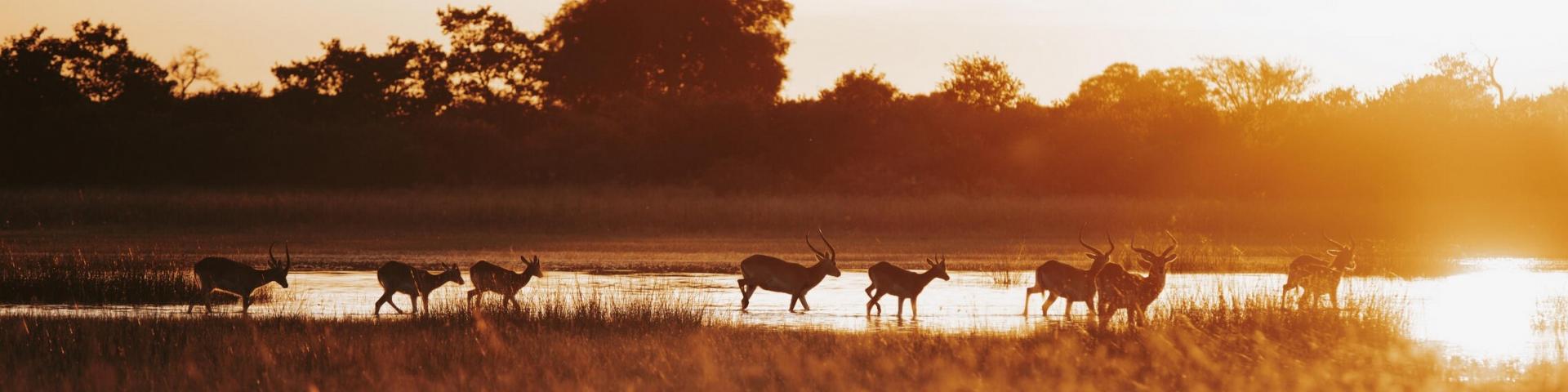 Moremi Game Reserve